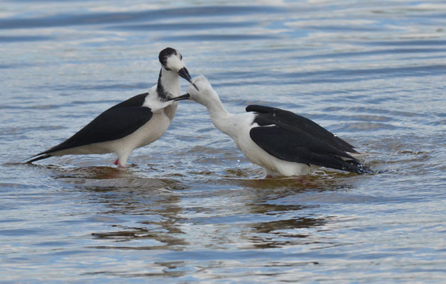 STELZENLÄUFER, BLACK-WINGED STILT, HIMANTOPUS HIMANTOPUS