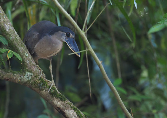 KAHNSCHNABEL, BOAT-BILLED HERON, COCHLEARIUS COCHLEARIUS