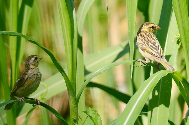 MANYARWEBER, STREAKED WEAVER, PLOCEUS MANYAR