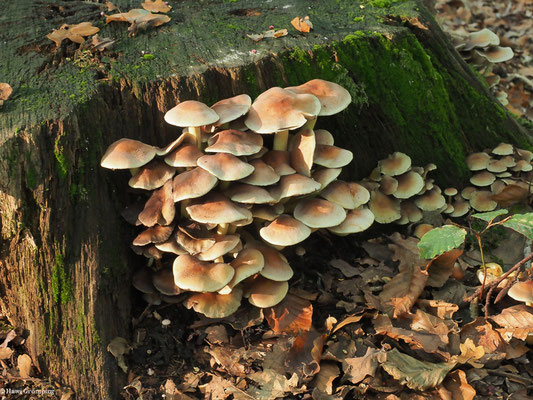 Grünblättriger Schwefelkopf - Hypholoma fasciculare