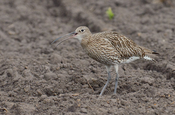 BRACHVOGEL, EURASIAN CURLEW, NUMENIUS ARQUATA
