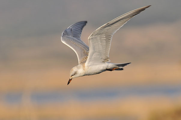 LACHSEESCHWALBE, GULL-BILLED TERN, GELOCHELIDON NILOTICA