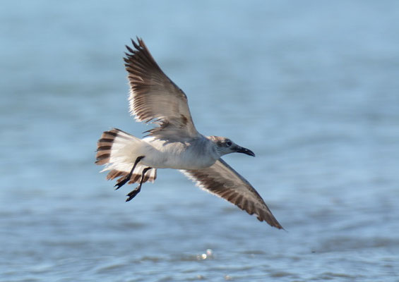 AZTEKENMÖWE, LAUGHING GULL, LARUS ATRICILLA