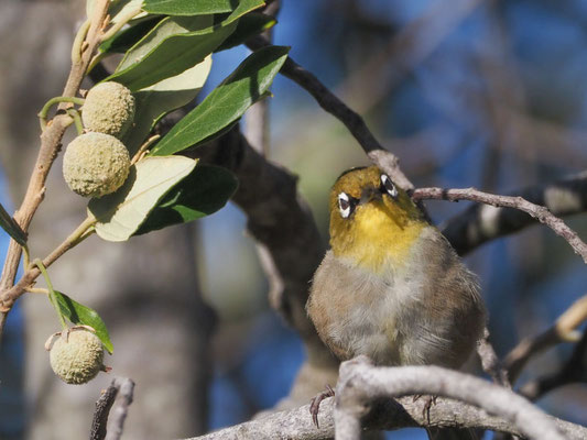 KAPBRILLENVOGEL, CAPE WHITE-EYE, ZOSTEROPS CAPENSIS
