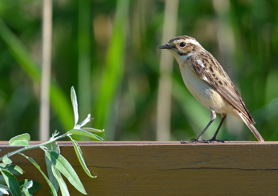 BRAUNKEHLCHEN, WHINCHAT, SAXICOLA RUBETRA