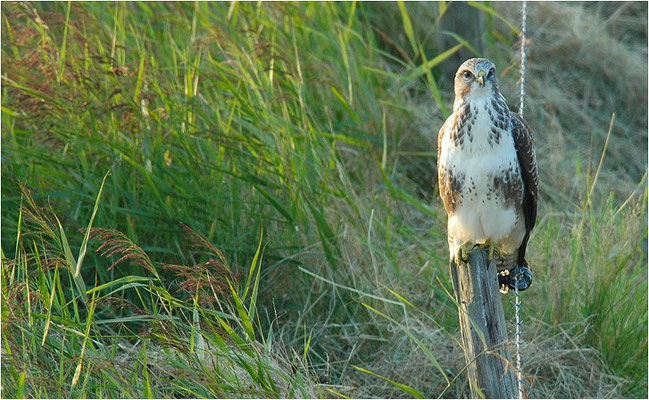 MÄUSEBUSSARD, COMMON BUZZARD, BUTEO BUTEO