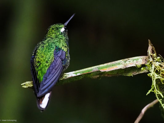 Purpurbrustkolibri, Purple-bipped Whitetip - Urosticte benjamini
