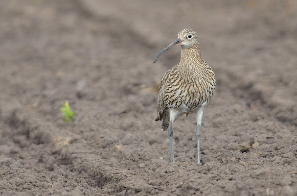 BRACHVOGEL, EURASIAN CURLEW, NUMENIUS ARQUATA