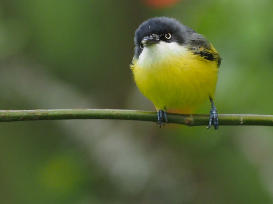 GELBBAUCH-SPATELTYRANN, COMMON TODY-FLYCATCHER - TODIROSTRUM CINEREUM
