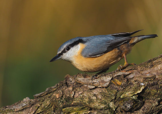 KLEIBER, NUTHATCH, SITTA EUROPAEA