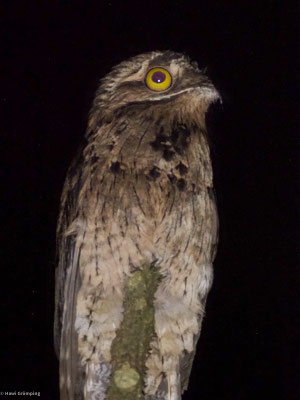 Urutau-Tageschläfer, Common Potoo - Nyctibius aethereus