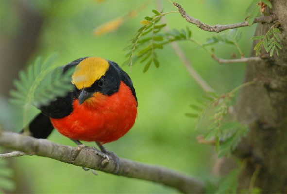 GOLDSCHEITELWÜRGER, YELLOW-CROWNED GONOLEK, LANIARIUS BARBATUS