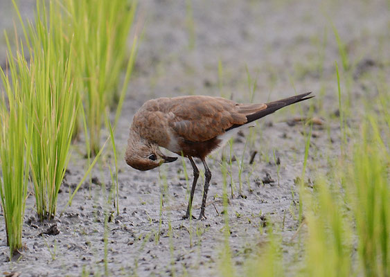 STELZENBRACHSCHWALBE, AUSTRALIAN PRATINCOLE, STILTIA ISABELLA