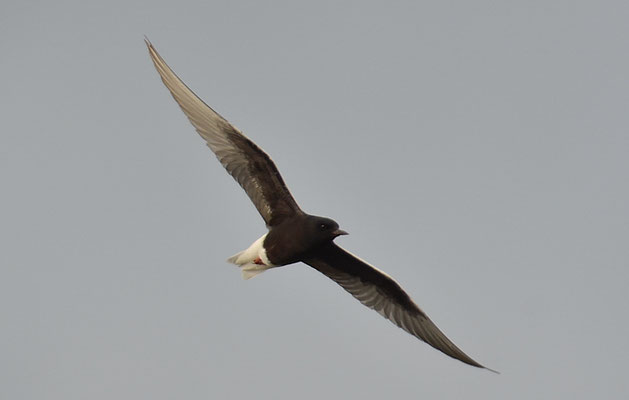 WEISSFLÜGELSEESCHWALBE, WHITE-WINGED TERN, CHLIDONIAS LEUCOPTERUS