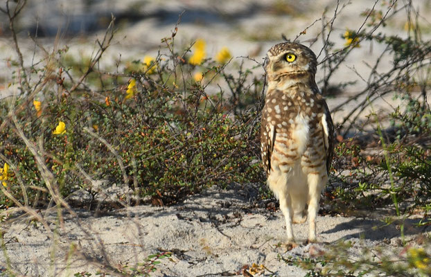 KANINCHENKAUZ, BURROWING OWL, ATHENE CUNICULARIA