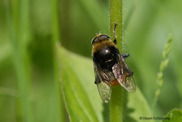 GEMEINE NARZISSENSCHWEBFLIEGE,MERODON EQUESTRIS