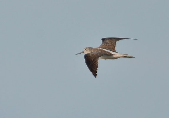 GRÜNSCHENKEL, COMMON GREENSHANK, TRINGA NEBULARIA