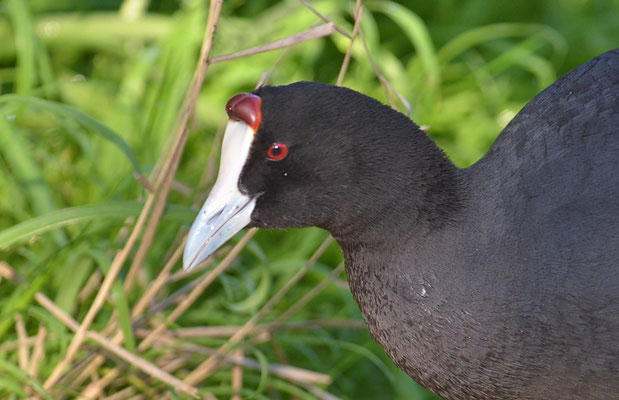 KAMMBLÄSSRALLE, RED-KNOBBED COOT, FULICA CRISTATA