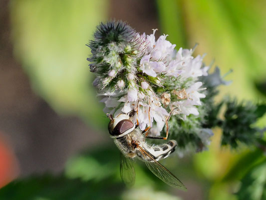 SPÄTE GROSSSTIRNSCHWEBFLIEGE, SCAEVA PYRASTRI