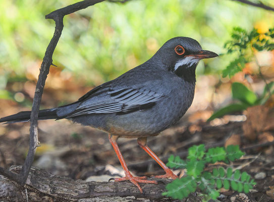 Die Rotfußdrossel (Turdus plumbeus) fand ich in einem zentrumsnahen Park in Havanna. Sie kommt in der Karibik vor.