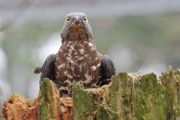 WESPENBUSSARD, HONEY BUZZARD, PERNIS APIVORUS
