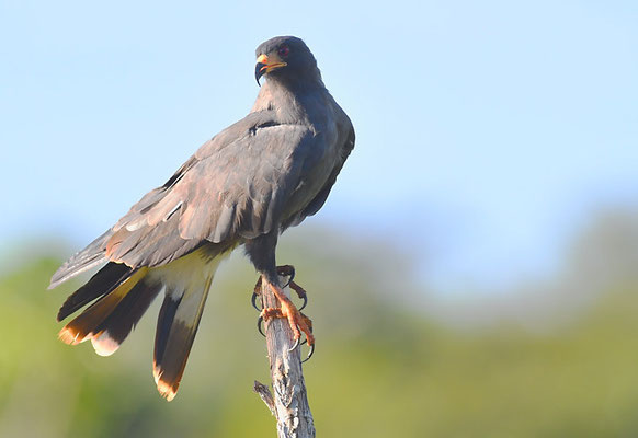 SCHNECKENWEIH, SNAIL KITE, ROSTRHAMUS SOCIABILIS