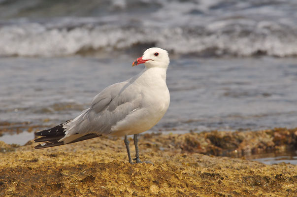 KORALLENMÖWE, AUDOUIN´S GULL, LARUS AUDOUINII