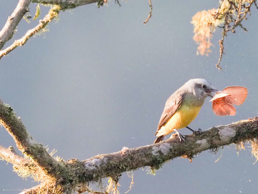 Trauertyrann, Tropical kingbird - Tyrannus melancholicus