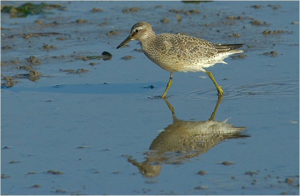 KNUTT, RED KNOT, CALIDRIS CANUTUS