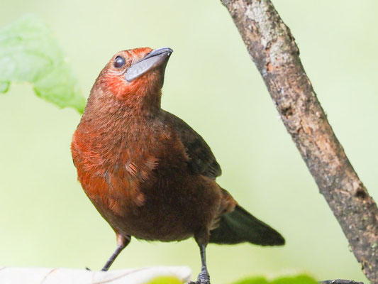 PURPURTANGARE, SILVER-BEAKED TANAGER - RAMPHOCELUS CARBO