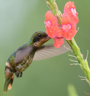SCHWARZSCHOPFELFE, BLACK-CRESTED COQUETTE, LOPHORNIS HELENAE