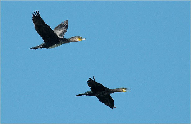 KORMORAN, GREAT CORMORANT, PHALACROCORAX CARBO