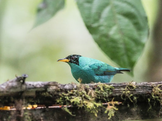 Kappennaschvogel, green honeycreeper - chlorophanes spiza