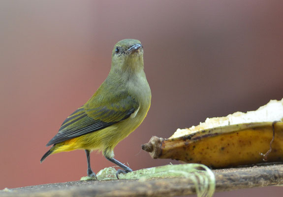 ORANGEBAUCH-MISTELFRESSER, ORANGE-BELLIED  FLOWERPECKER, DICAEUM TRIGONOSTIGMA - THAILAND