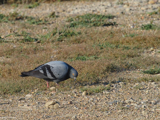 FELSENTAUBE, ROCK DOVE, COLUMBA LIVIA