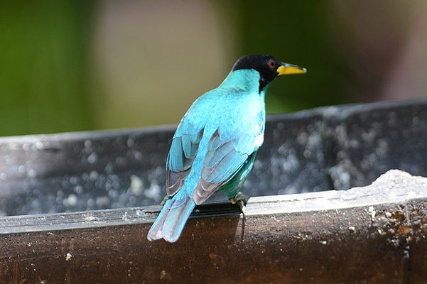 KAPPENNASCHVOGEL, GREEN HONEYCREEPER, CHLOROPHANES SPIZA