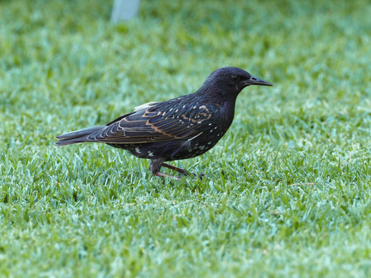 Star, Common Starling - sturnus vulgaris