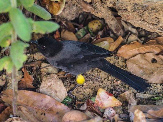 GELBSCHENKEL-BUSCHAMMER, YELLOW-TIGHES FINCH, PSELLIOPHORUS TIBIALIS