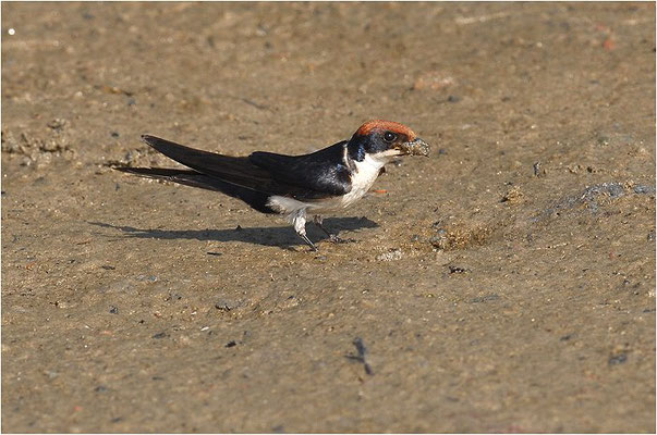 ROTKAPPENSCHWALBE, WIRE-TAILED SWALLOW, HIRUNDO SMITHII