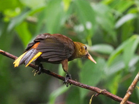 BREITHAUBEN-STIRNVOGEL, RUSSET-BACKED OROPENDOLA - PSAROCOLIUS ANGUSTIFRONS