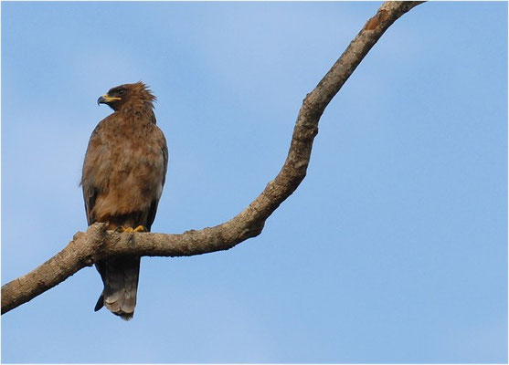 RAUBADLER, TAWNY EAGLE, AQUILA RAPAX
