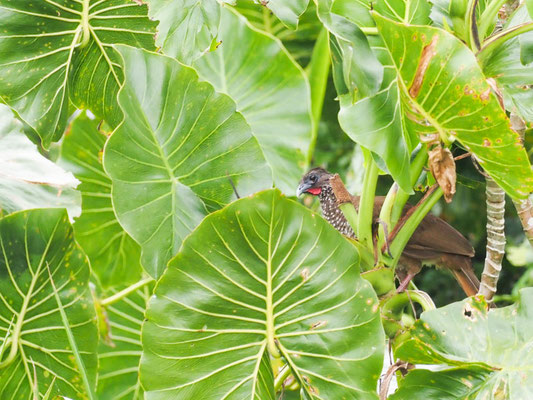 Tüpfelguan, Speckled Chachalaca - Ortalis guttata