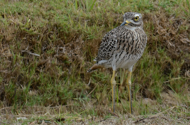 WAFFENKIEBITZ, BLACKSMITH LAPWING, VANELLUS ARMATUS
