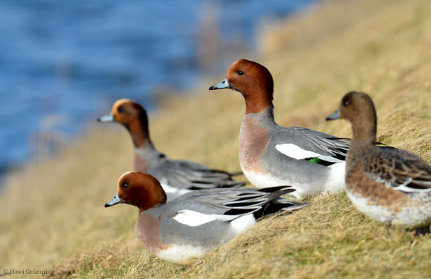 PFEIFENTE, WIGEON, ANAS PENELOPE