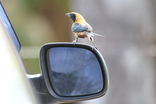 ISABELLTANGARE, BURNISHED-BUFF TANAGER, TANGARA CAYANA