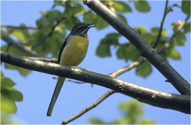 GEBIRGSSTELZE, GREY WAGTAIL, MOTACILLA CINEREA