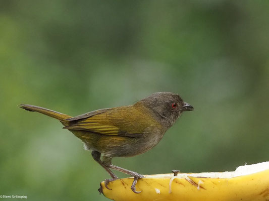 GRAUBRUST-BUSCHTANGARE, DUSKY BUSH TANAGER - CHLOROSPINGUS SEMIFUSCUS