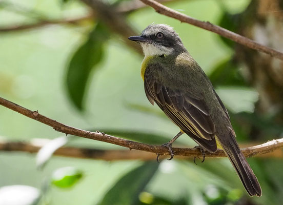 GRAUSCHEITELTYRANN, GRAY-CAPPED FLYCATCHER, MYIOZETETES GRANADENSIS