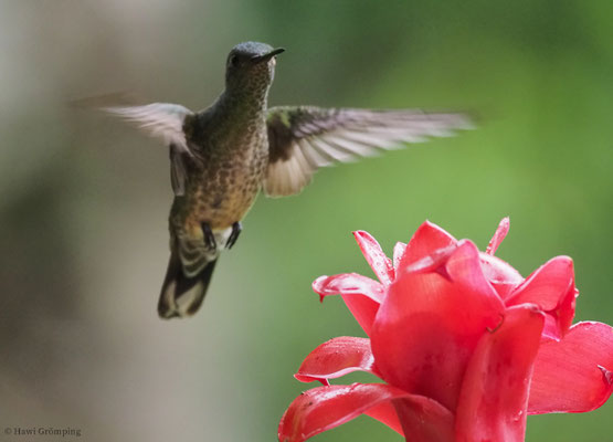 SCHUPPENBRUSTKOLIBRI, SCALY-BREASTED HUMMINGBIRD, PHAEOCHROA CUVIERII
