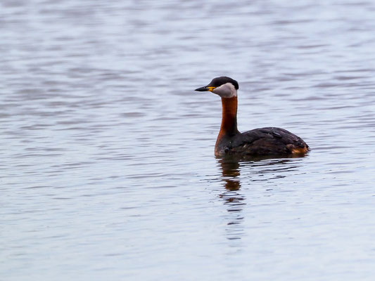 Rothalstaucher